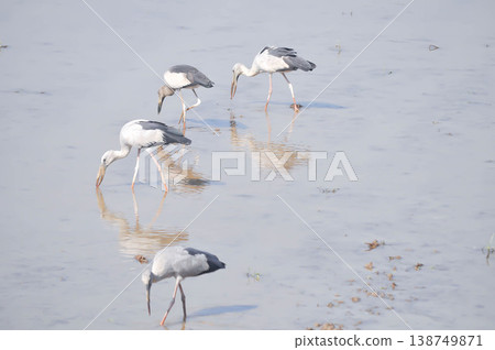 Anastomus oscitans, Asian openbill or Asian Openbill stork or Ciconia boyciana or  Oriental stork or bird 138749871