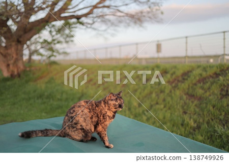 Rusty cat playing in the square 138749926