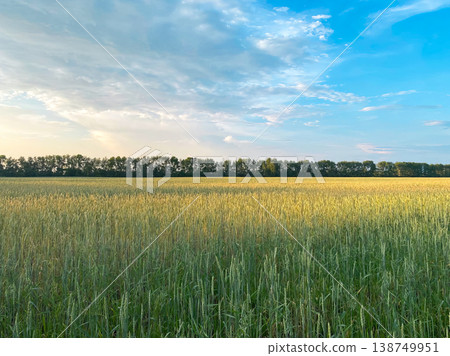 Open farmland with wheat crop in foreground and forest border in distance Open farmland with wheat crop in foreground and forest border in distance 138749951