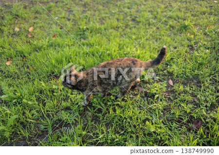 Rusty cat playing in the square Rusty cat playing in the square 138749990