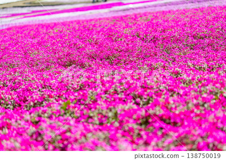 Moss phlox at Hitsujiyama Park Moss phlox at Hitsujiyama Park 138750019