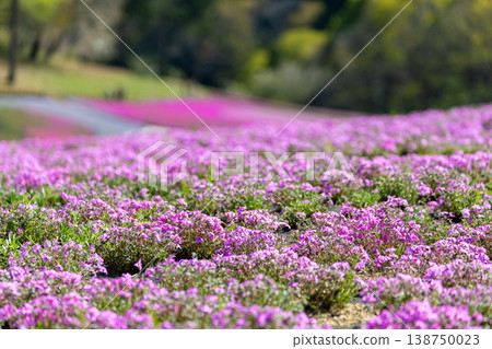 Moss phlox at Hitsujiyama Park 138750023
