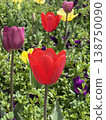  Colorful tulips 138750090