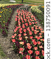 A park full of tulips 138750091
