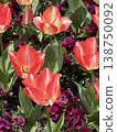 Cute flower field 138750092