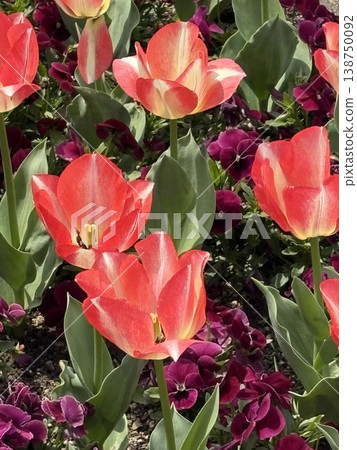 可愛的花田 可愛的花田 138750092