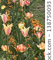 Colorful flowers 138750093