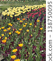 Colorful flower garden 138750095