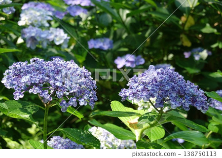 Beautiful hydrangea Beautiful hydrangea 138750113