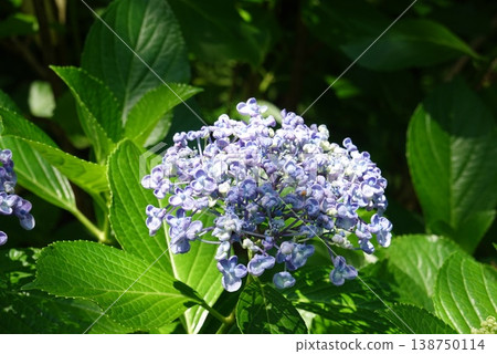 Purple hydrangea 138750114