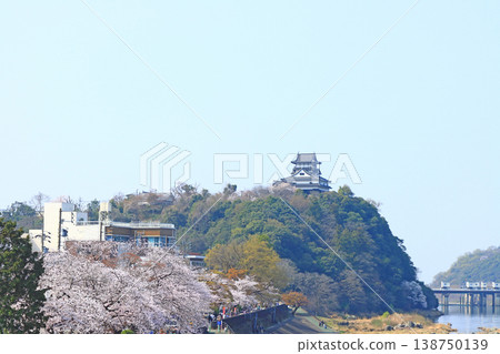 愛知縣犬山市的犬山城和櫻花。 愛知縣犬山市的犬山城和櫻花。 138750139