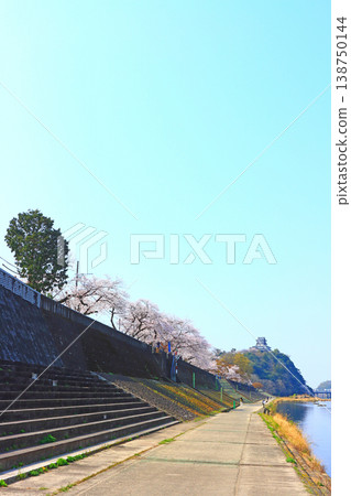 Inuyama Castle and cherry blossoms in Inuyama City, Aichi Prefecture. Inuyama Castle and cherry blossoms in Inuyama City, Aichi Prefecture. 138750144