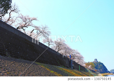Inuyama Castle and cherry blossoms in Inuyama City, Aichi Prefecture. Inuyama Castle and cherry blossoms in Inuyama City, Aichi Prefecture. 138750145