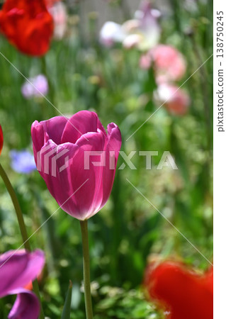 Tulip flower 138750245