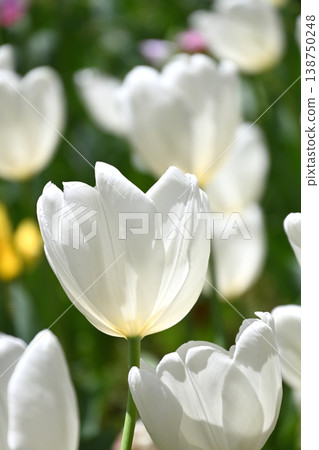 Tulip flower Tulip flower 138750248