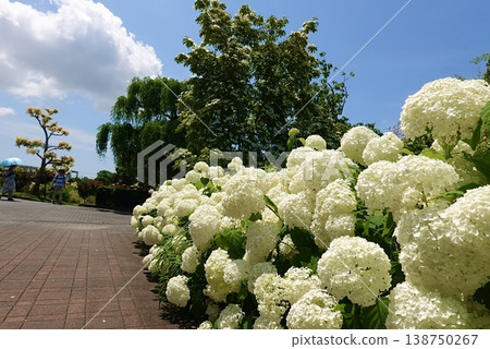 White Annabelle hydrangeas stand out against the blue sky. White Annabelle hydrangeas stand out against the blue sky. 138750267