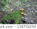 Wild mushrooms growing on mossy tree stump in forest 138750294