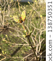 Fresh green buds close-up on a branch in spring 138750351