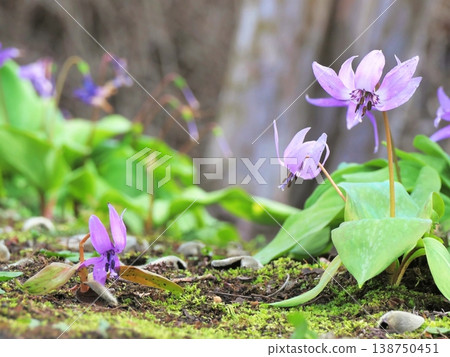 Flower garden of the dog Flower garden of the dog 138750451