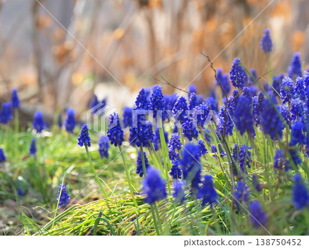 穆斯卡里花園 穆斯卡里花園 138750452