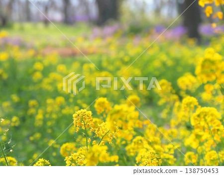 油菜花和蘿蔔花田 油菜花和蘿蔔花田 138750453
