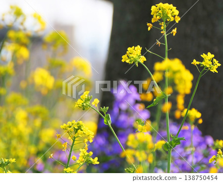 油菜花和蘿蔔花田 2 138750454