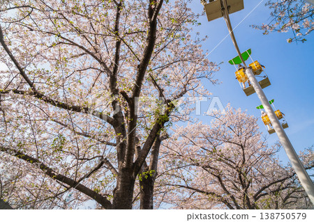 Meito Children's Land Todagawa in Spring: Cherry Blossoms in Full Bloom and the Cycle Monorail (Nagoya City, Aichi Prefecture) Meito Children's Land Todagawa in Spring: Cherry Blossoms in Full Bloom and the Cycle Monorail (Nagoya City, Aichi Prefecture) 138750579