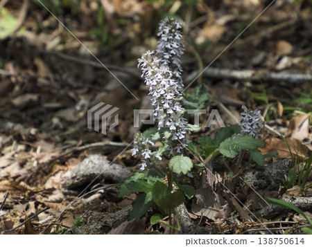 Ajuga decumbens standing in the spring fields Ajuga decumbens standing in the spring fields 138750614