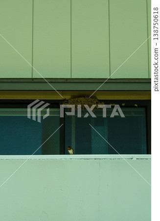 A swallow perched by the window A swallow perched by the window 138750618