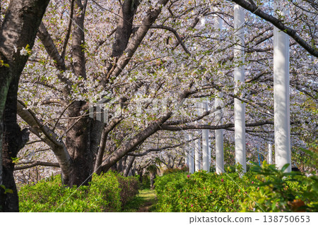 Cherry blossoms in full bloom at Todagawa Green Space, an agricultural and cultural park in spring (Nagoya City, Aichi Prefecture) Cherry blossoms in full bloom at Todagawa Green Space, an agricultural and cultural park in spring (Nagoya City, Aichi Prefecture) 138750653