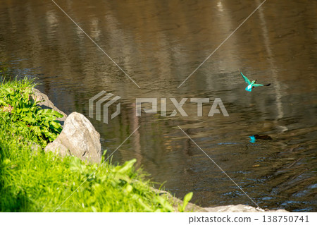 A kingfisher soaring with its beautiful plumage. A kingfisher soaring with its beautiful plumage. 138750741