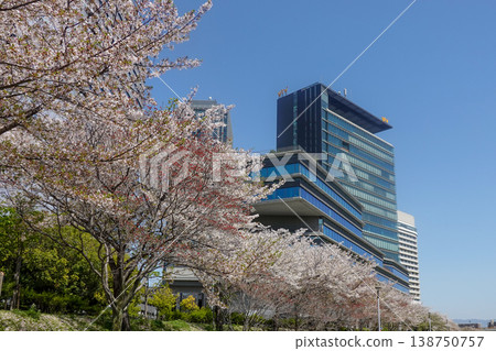 櫻花盛開時節漫步大阪城及大本營區(攝於2026年4月) 櫻花盛開時節漫步大阪城及大本營區(攝於2026年4月) 138750757