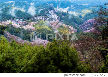 吉野的櫻花樹 吉野的櫻花樹 138751547