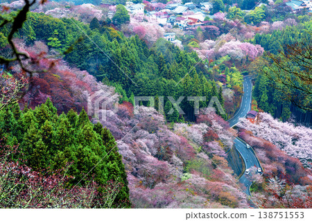 Yoshino's cherry tree Yoshino's cherry tree 138751553