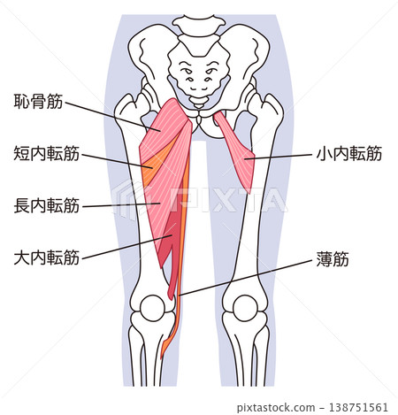 Adductor muscles (thigh muscles) 138751561