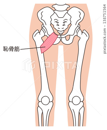 恥骨肌、內收肌、大腿肌 138751564