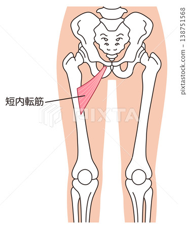 Adductor brevis muscle; adductor muscle group; thigh muscle Adductor brevis muscle; adductor muscle group; thigh muscle 138751568