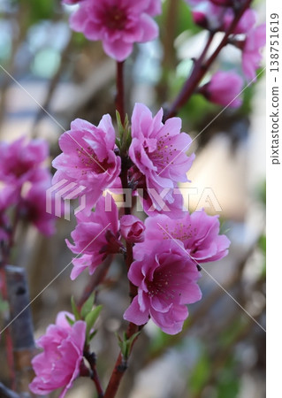 春日花園中盛開的粉紅色重瓣桃花（矢口桃）。 138751619