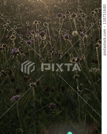Bright wild flowers in the field of nature. Wildflower meadow in the summer time in rocky mountains. In Hesse, Germany.  138751680