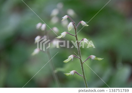 The delicate white flowers of the Zudayakushu bloom quietly on the forest floor, complementing the early summer mountain air. 138751789