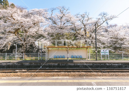 當地火車站月台和候車區的春日景色，周圍櫻花盛開。 138751817