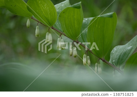 White flowers of Polygonatum odoratum sway in the early summer forest; fresh green and delicate wildflowers. White flowers of Polygonatum odoratum sway in the early summer forest; fresh green and delicate wildflowers. 138751825