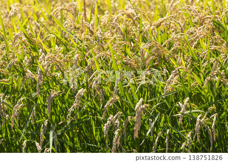 A landscape of rice paddies with ripe rice stalks. A landscape of rice paddies with ripe rice stalks. 138751826