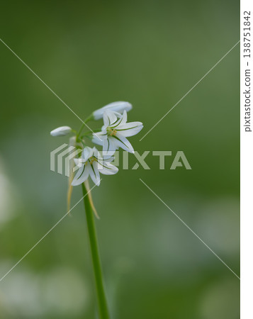 小白三棱蔥花 138751842