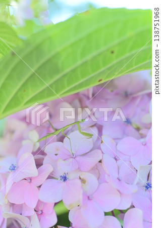 螳螂與繡球花 723 138751968