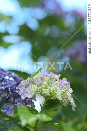 繡球花 734 138751969