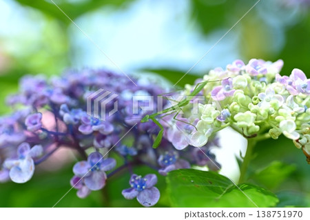 Hydrangea 746 Hydrangea 746 138751970