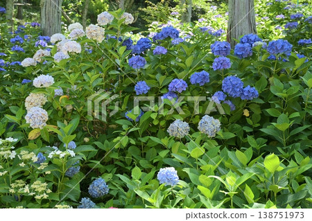 Hydrangea 759 138751973