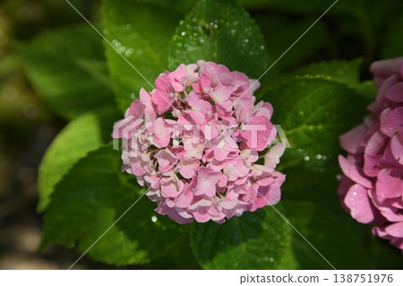 Hydrangea 798 Hydrangea 798 138751976