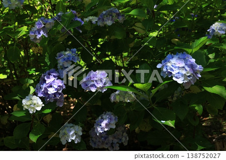 Hydrangea 1347 Hydrangea 1347 138752027